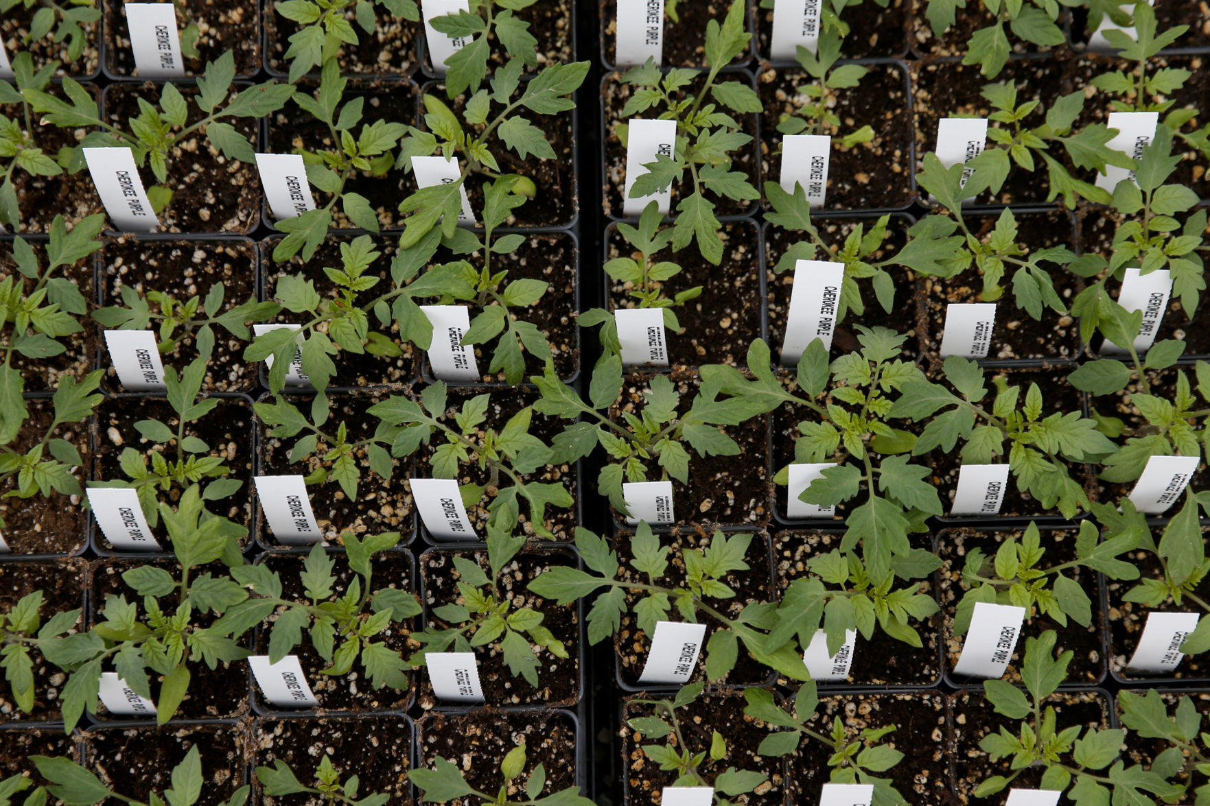 Jenks Herb & Plant Festival